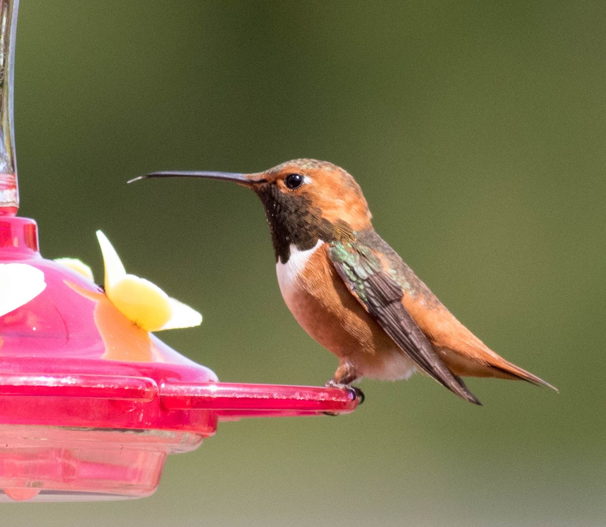 Rufous/Allen's Hummingbird - ML54852671