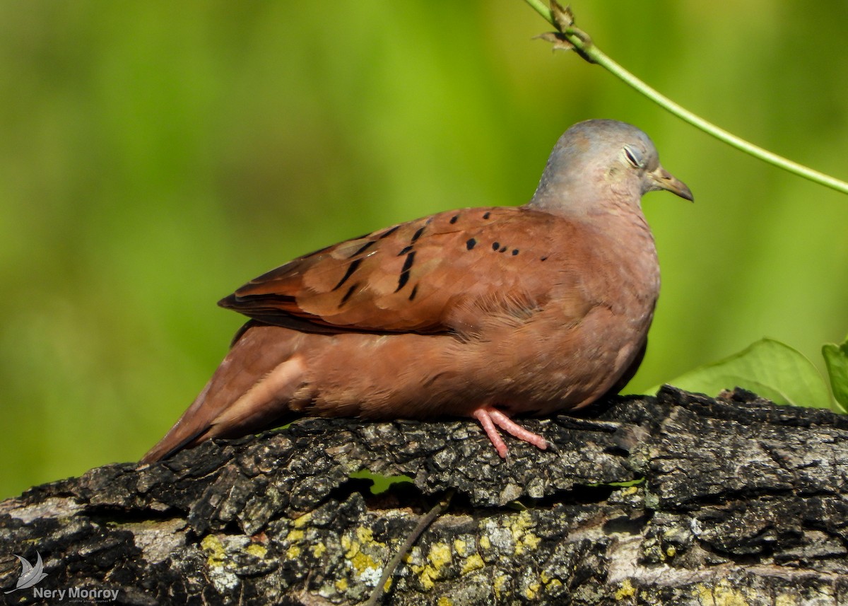 Ruddy Ground Dove - ML548526741