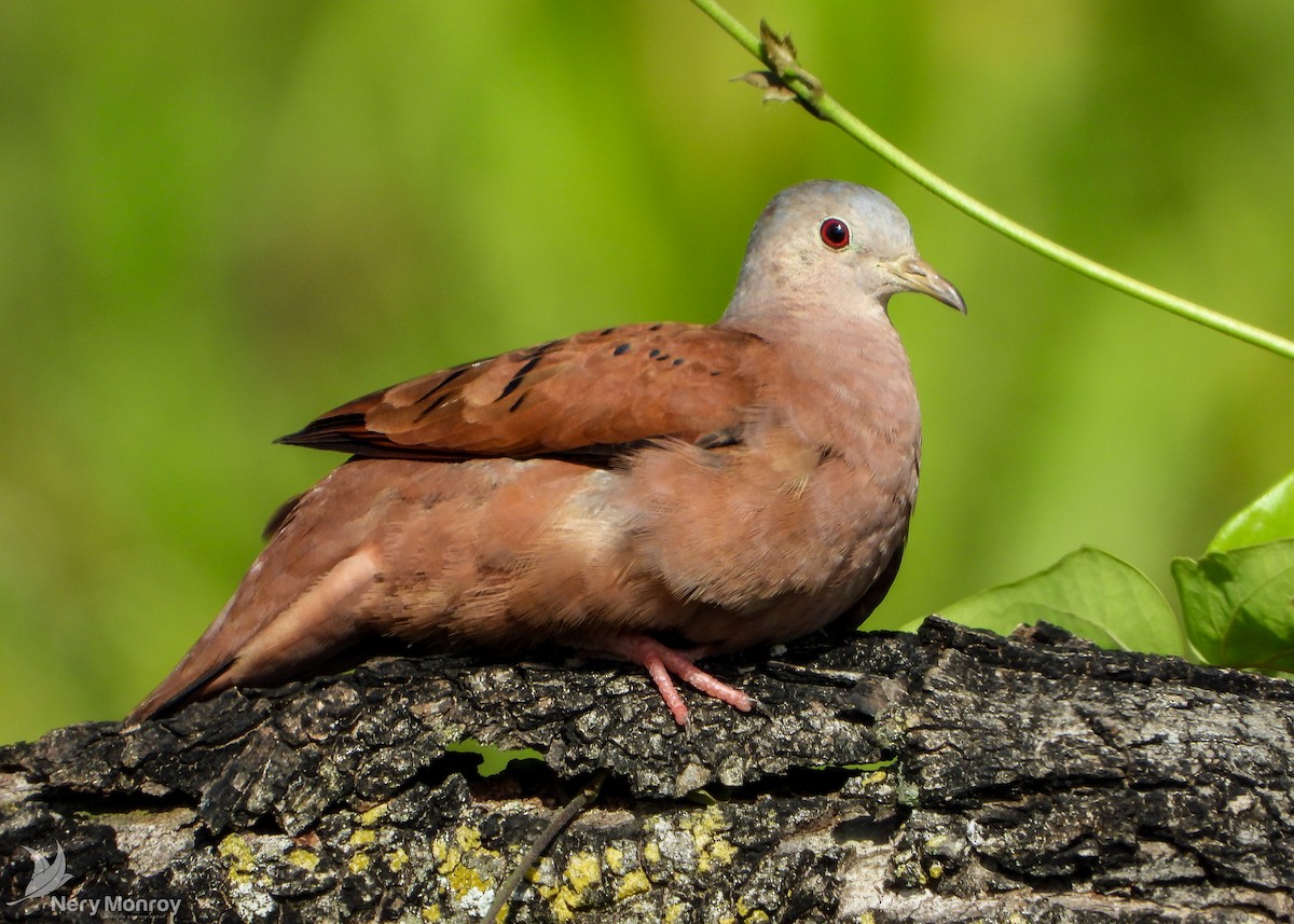 Ruddy Ground Dove - Nery Monroy