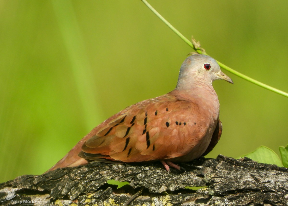 Ruddy Ground Dove - Nery Monroy