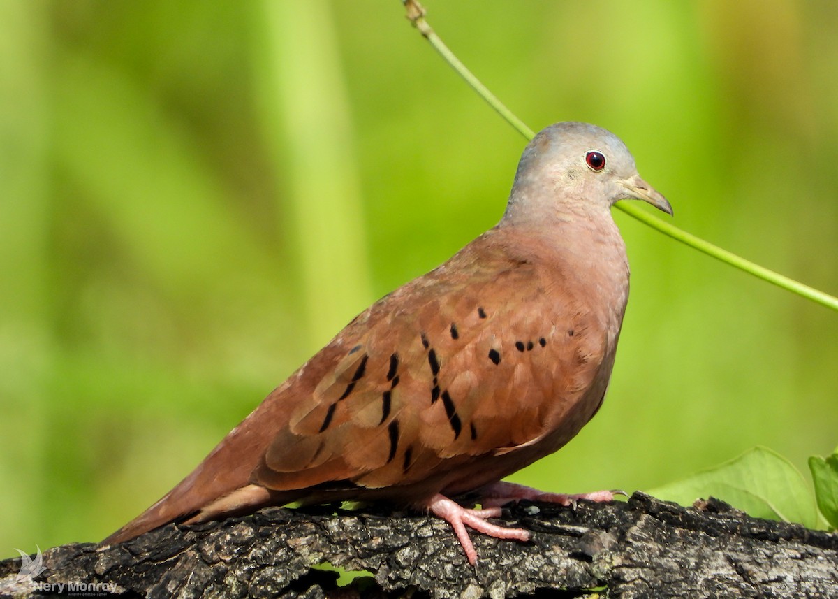 Ruddy Ground Dove - ML548526781