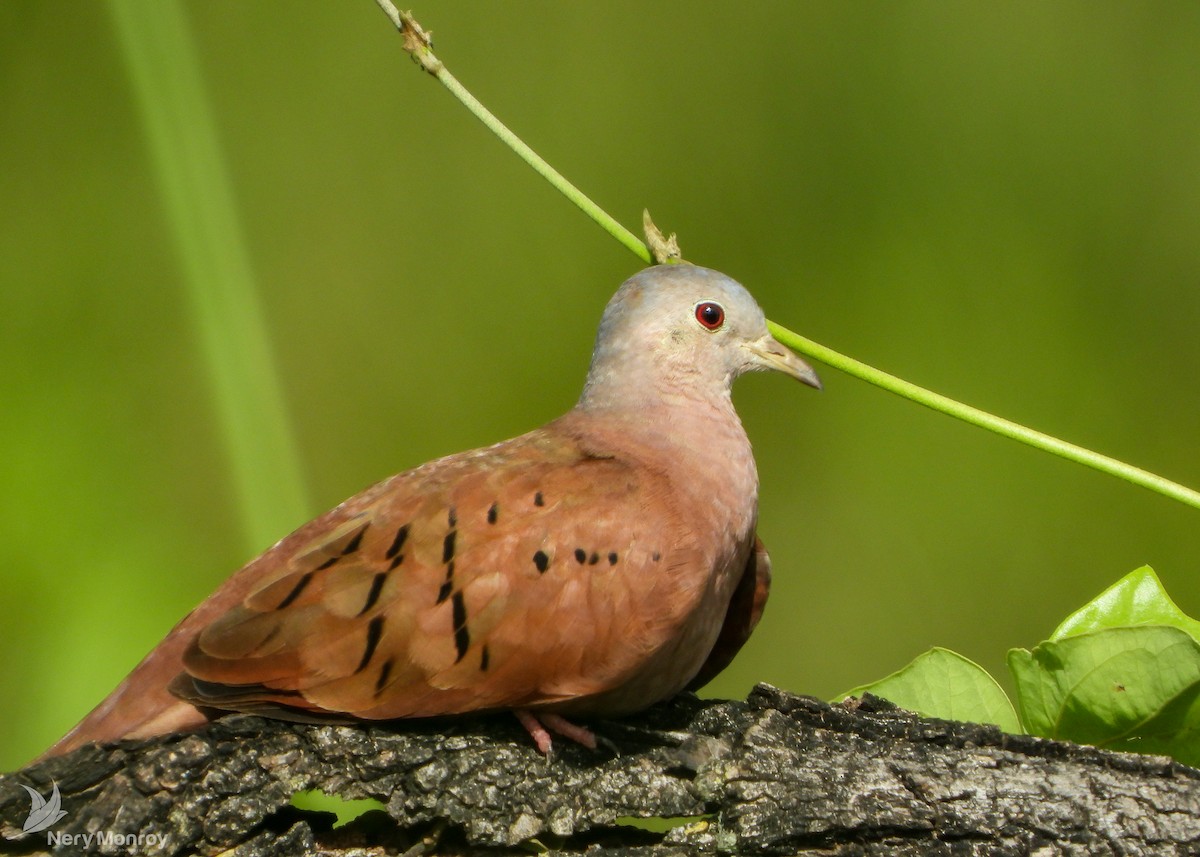 Ruddy Ground Dove - ML548526801