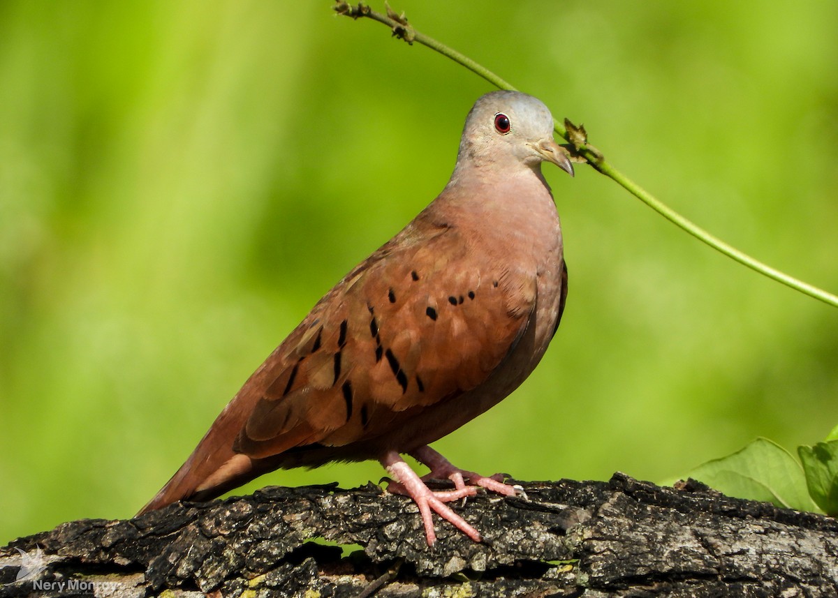 Ruddy Ground Dove - Nery Monroy