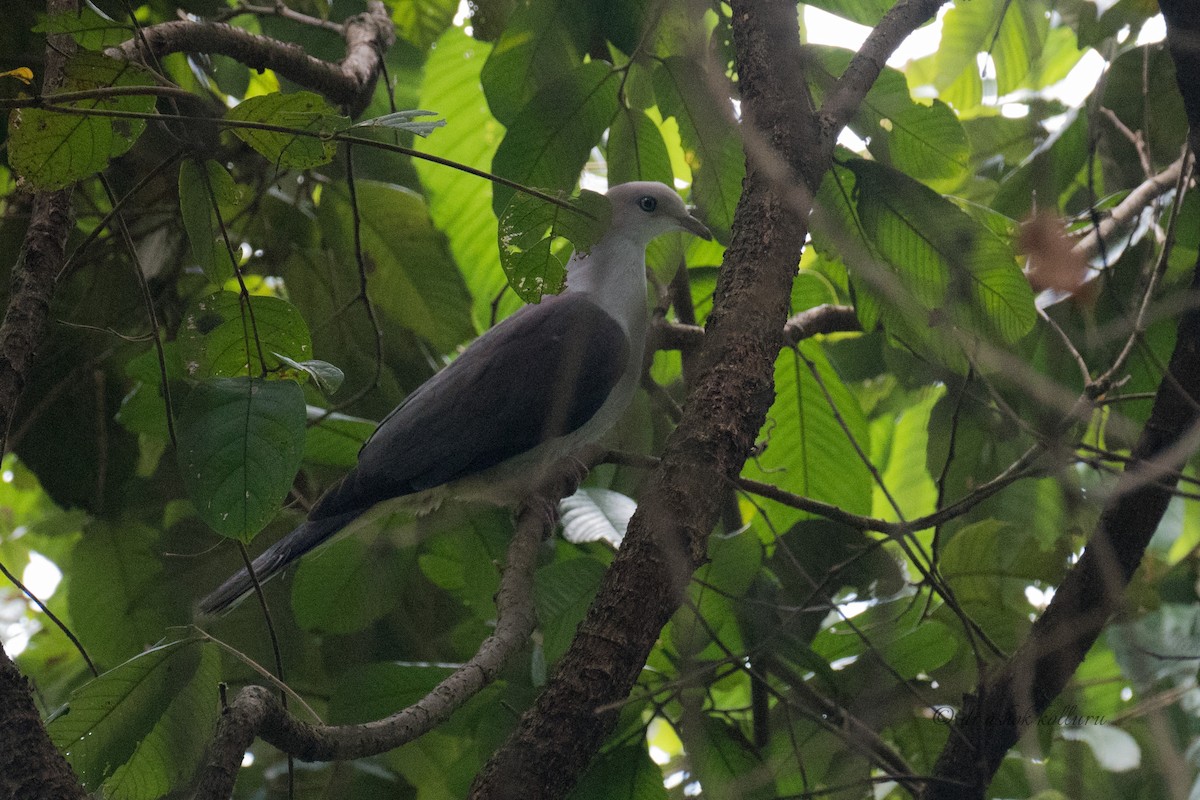 Mountain Imperial-Pigeon - ML548527111