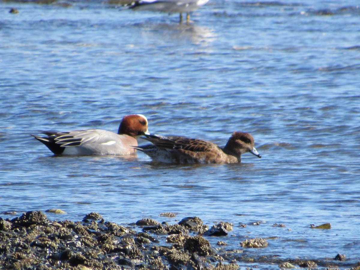 Eurasian Wigeon - ML548527251