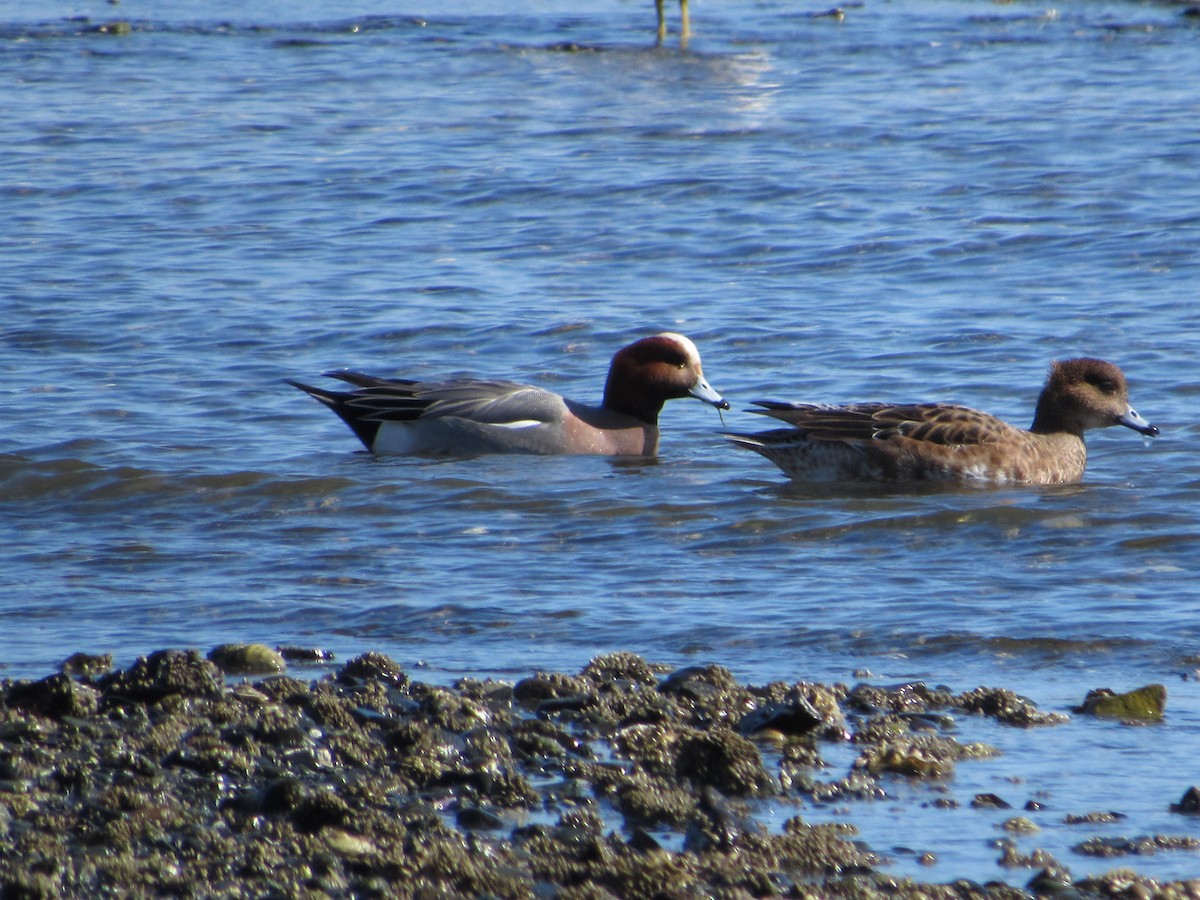Eurasian Wigeon - ML548527261