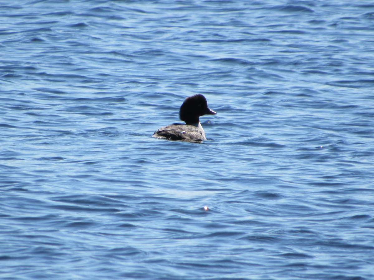 Barrow's Goldeneye - ML548527351