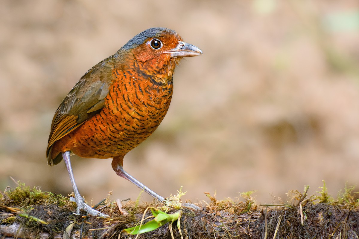 Giant Antpitta - ML548528691