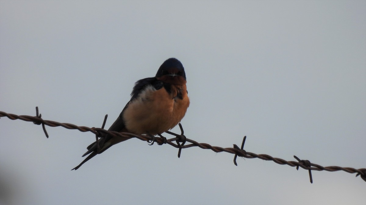 Barn Swallow - ML548529221