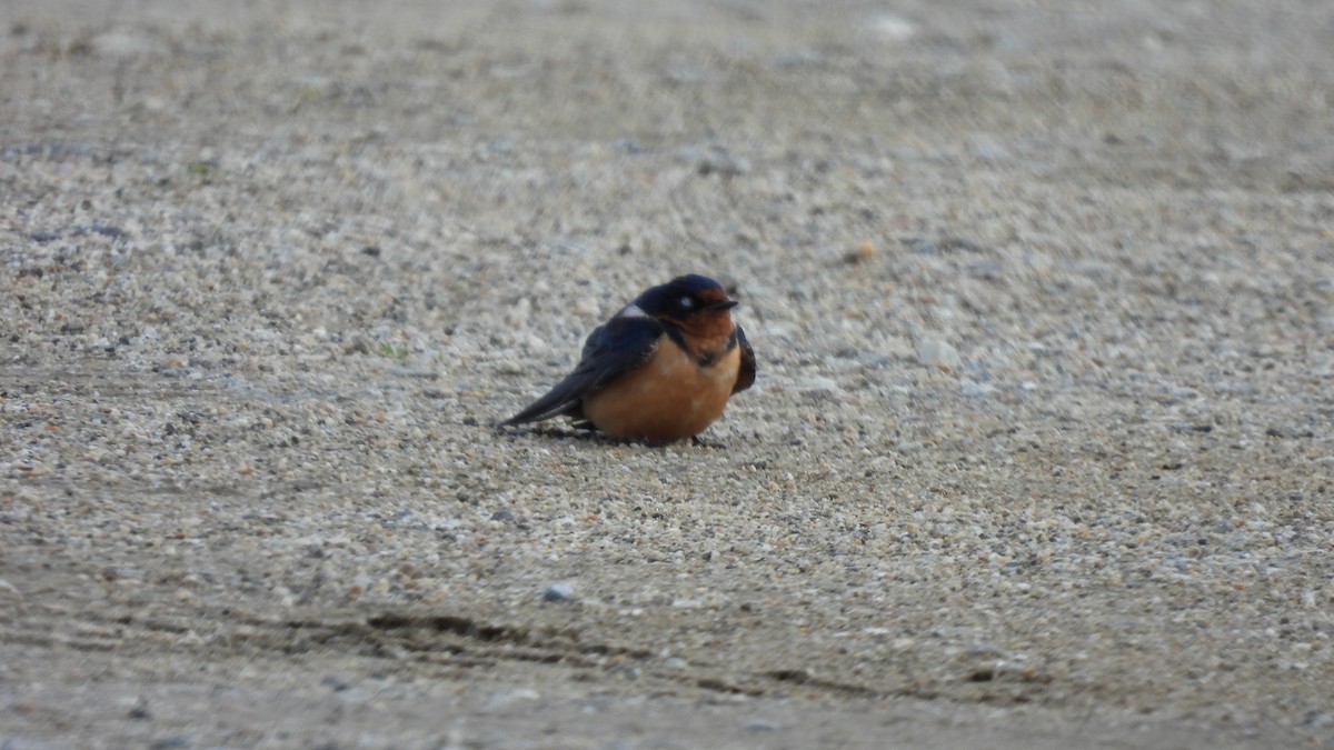 Golondrina Común - ML548529241