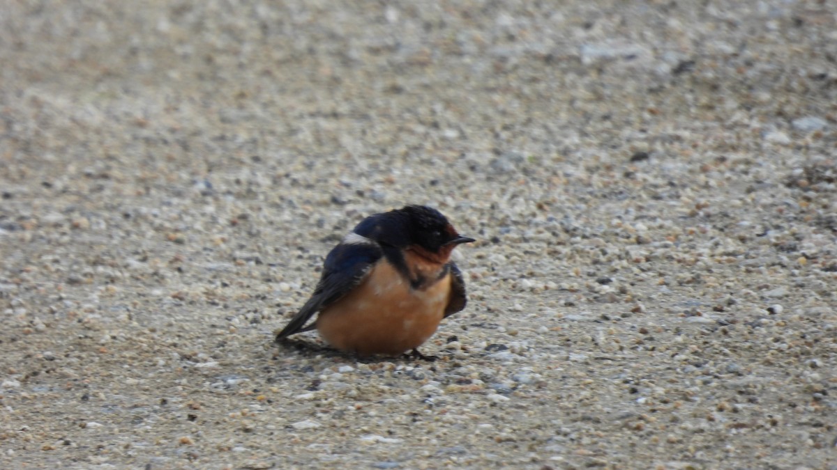 Barn Swallow - ML548529261