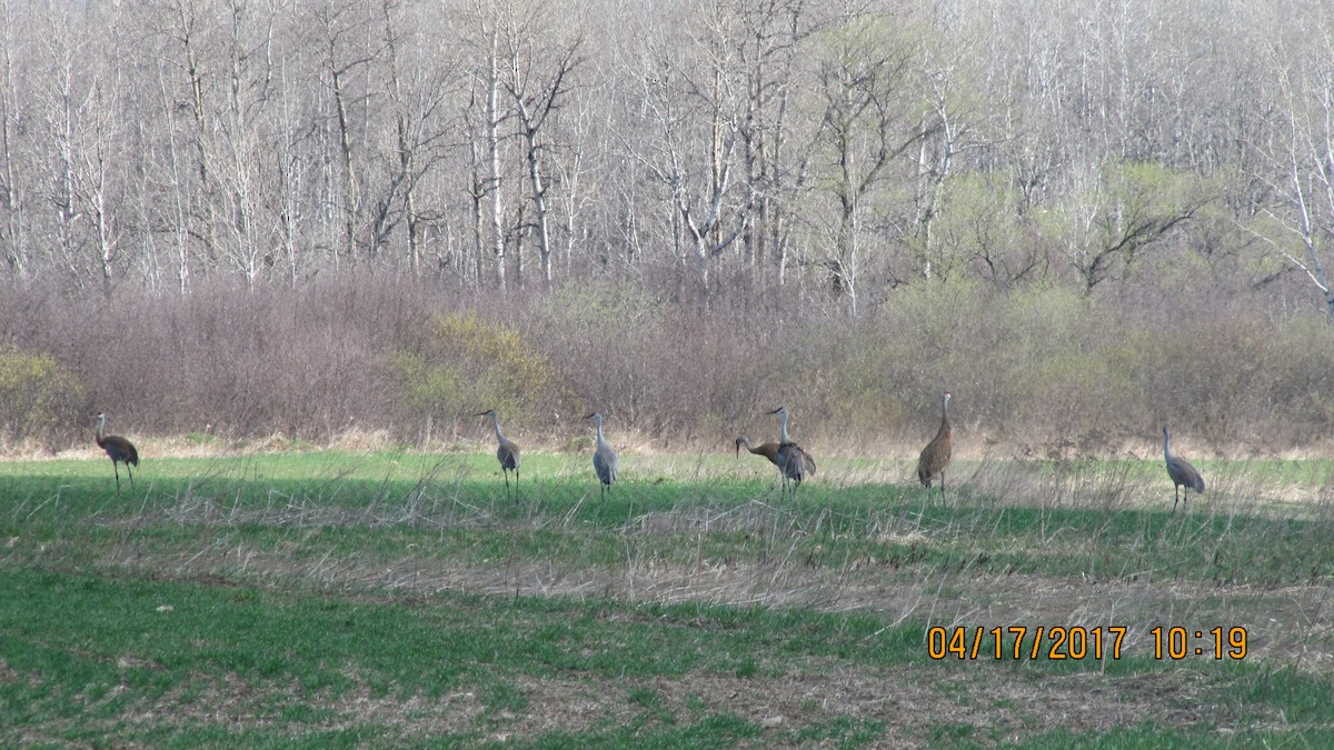 Sandhill Crane - ML54852941