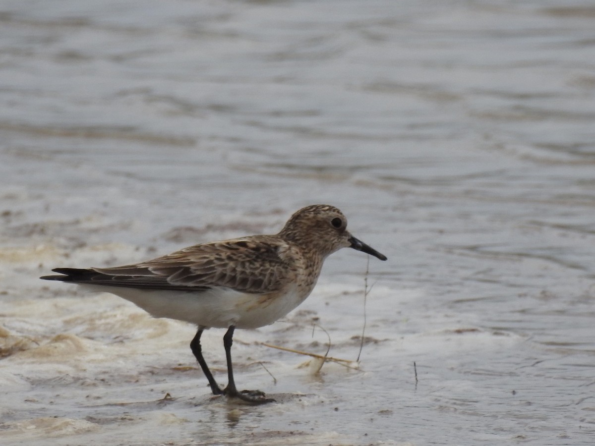 Baird's Sandpiper - Jerid  Patterson