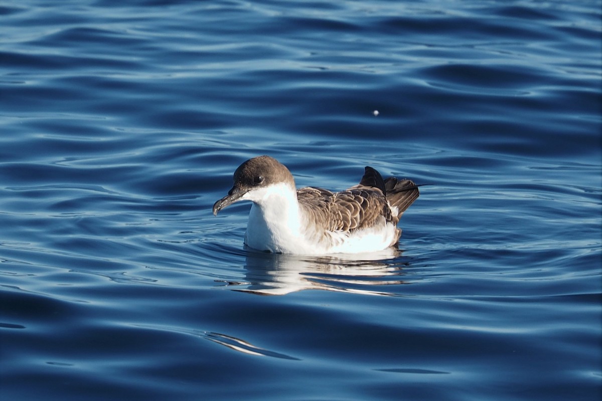 Great Shearwater - Isaac Clarey