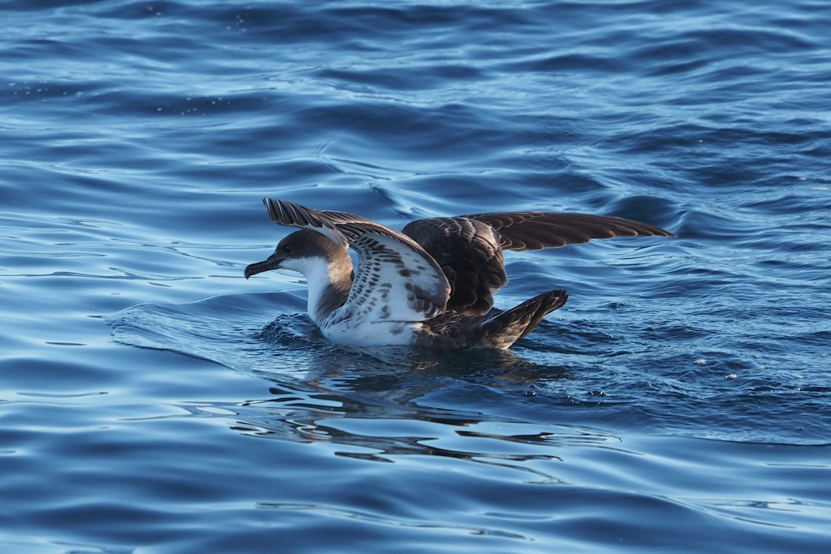 Great Shearwater - Isaac Clarey