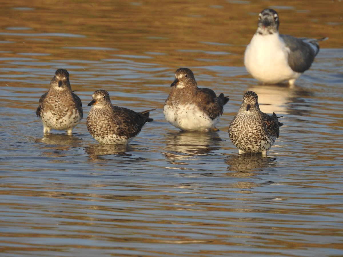 Surfbird - ML548532391