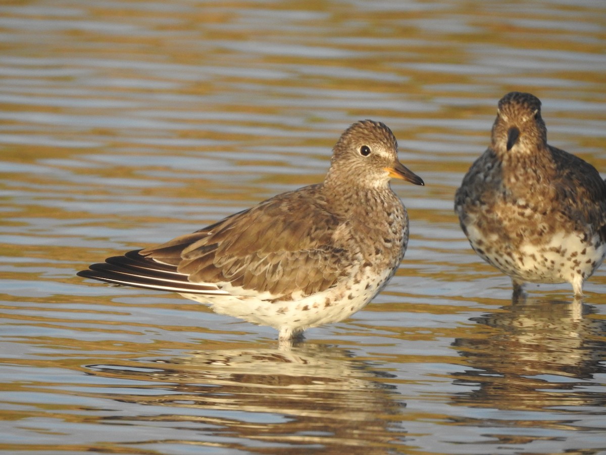 Surfbird - ML548532401