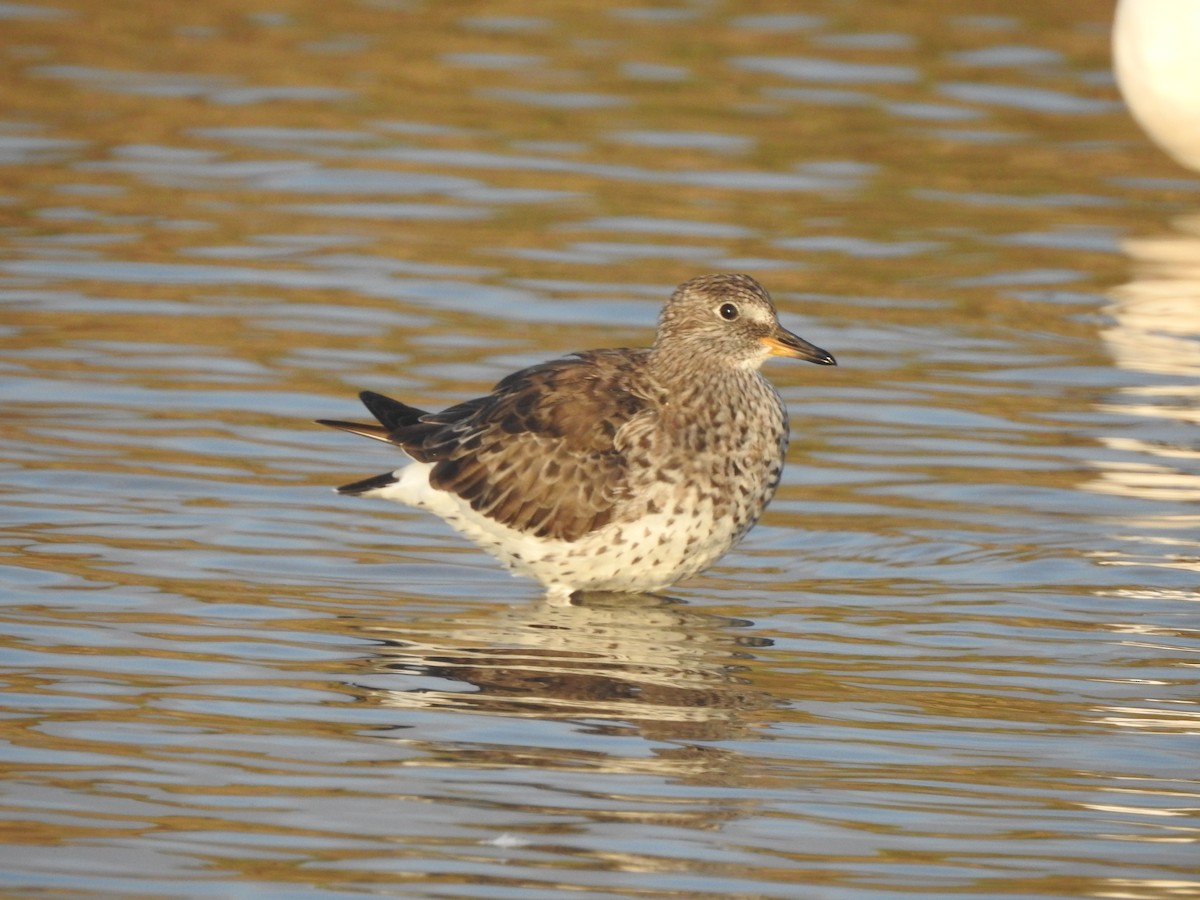 Surfbird - ML548532411