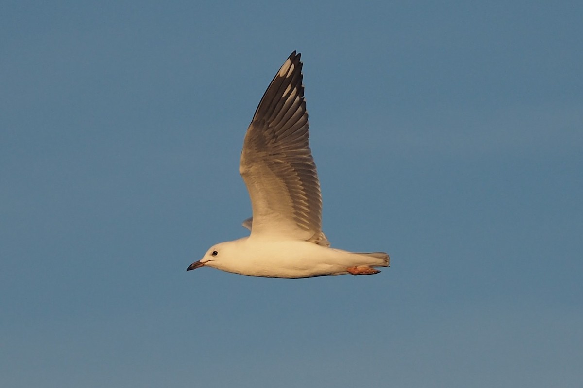 Mouette argentée (novaehollandiae/forsteri) - ML548532771