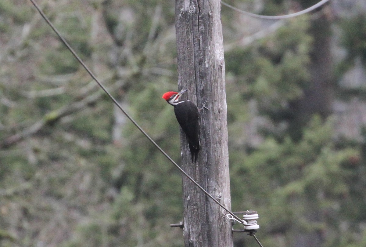 Pileated Woodpecker - ML548532931