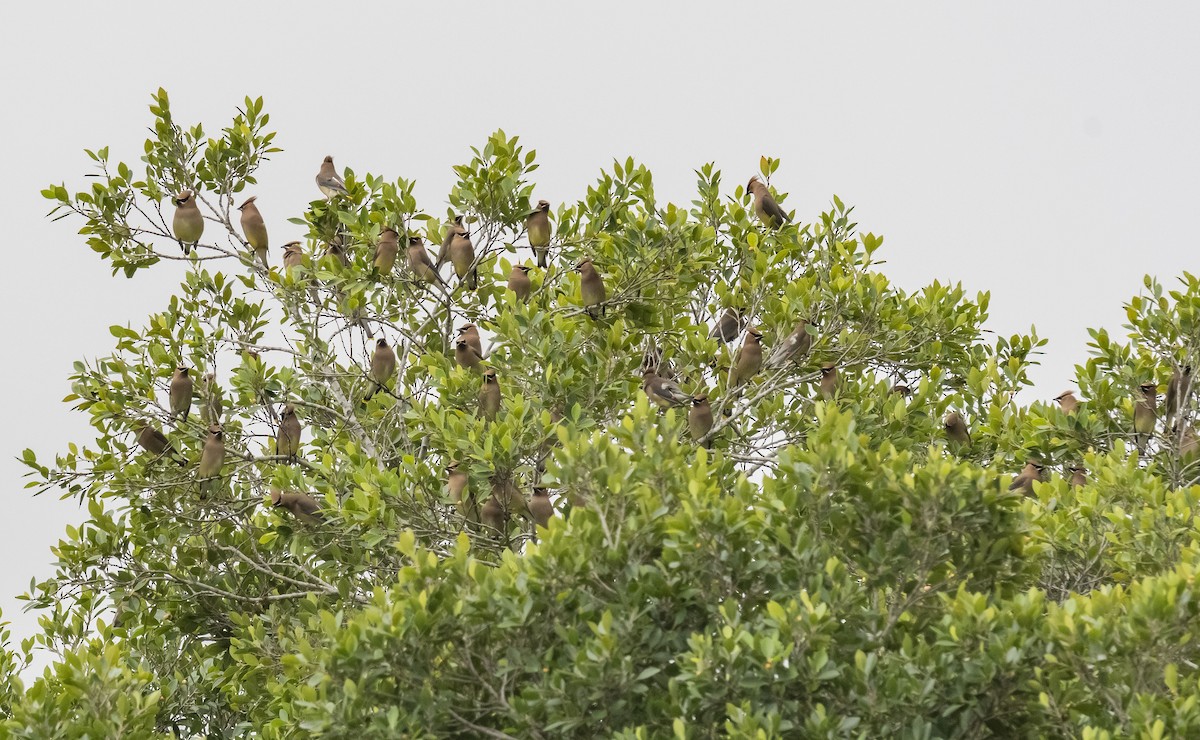 Cedar Waxwing - ML548533281