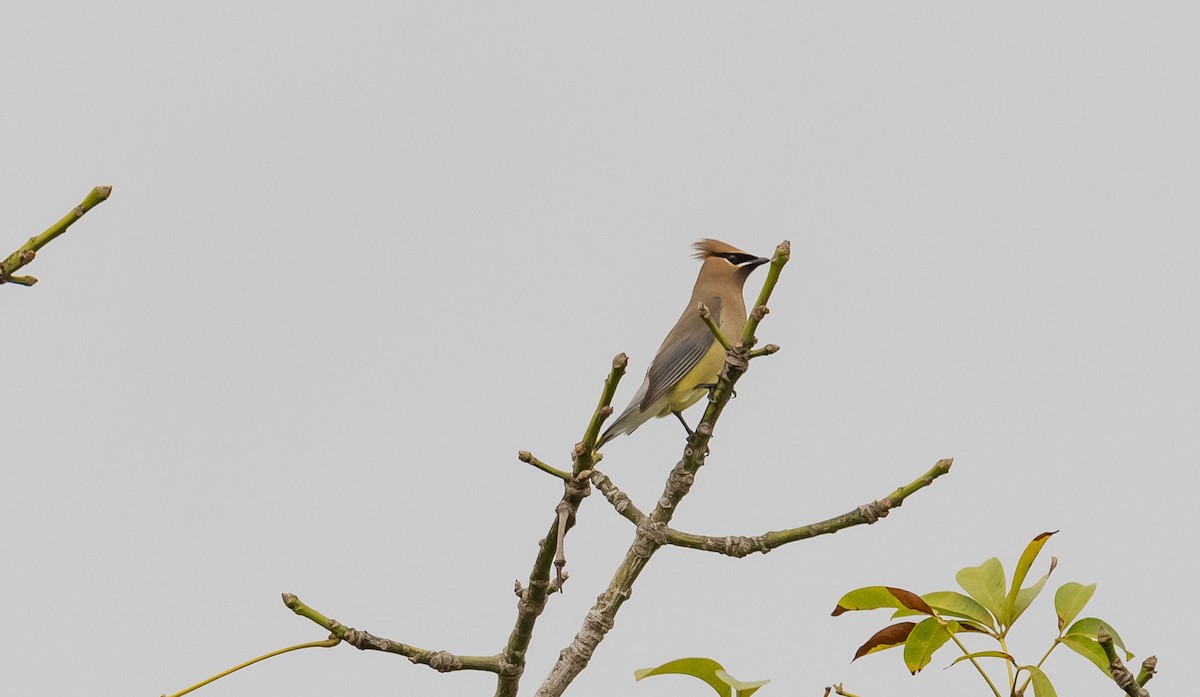 Cedar Waxwing - ML548533441