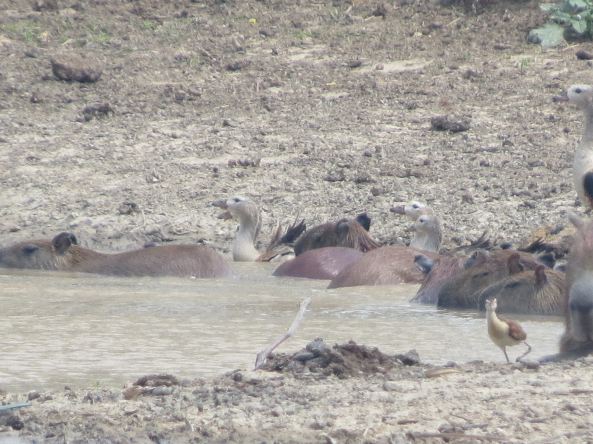 Orinoco Goose - Diego Mejía Tovar