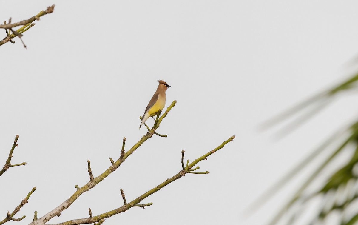 Cedar Waxwing - ML548533631