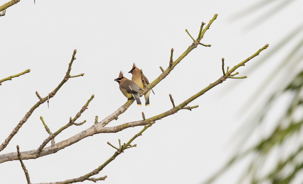 Cedar Waxwing - ML548533681