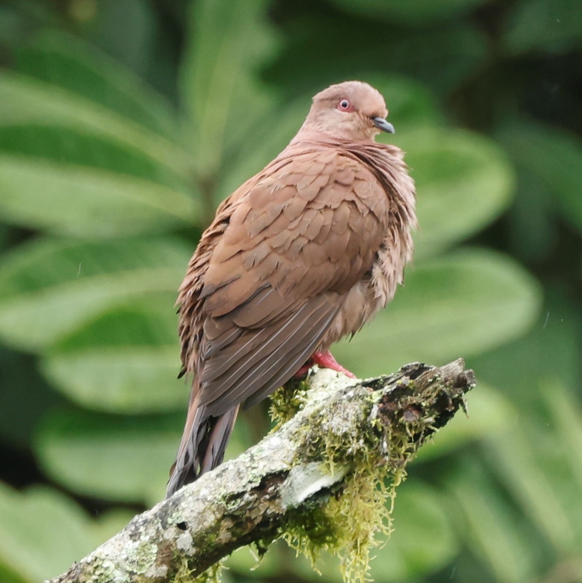 holub vínový (ssp. subvinacea/berlepschi) - ML548533711