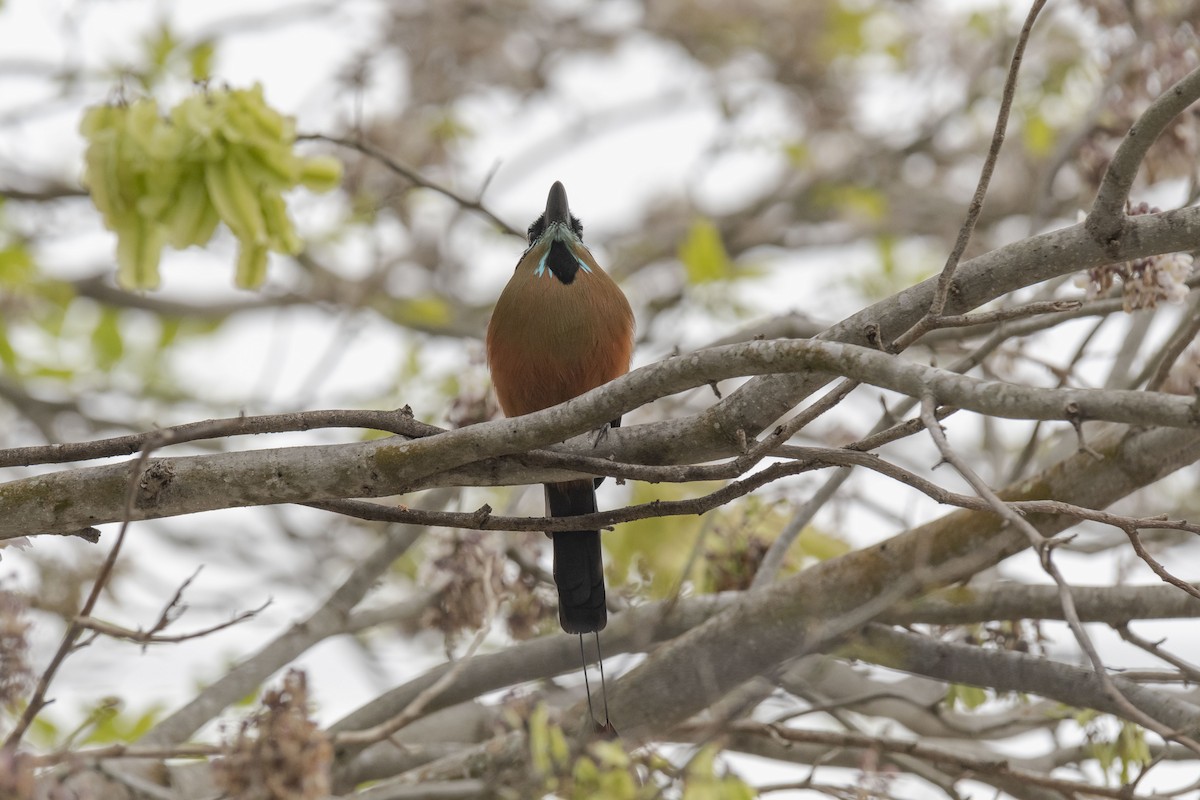 Turquoise-browed Motmot - ML548533961