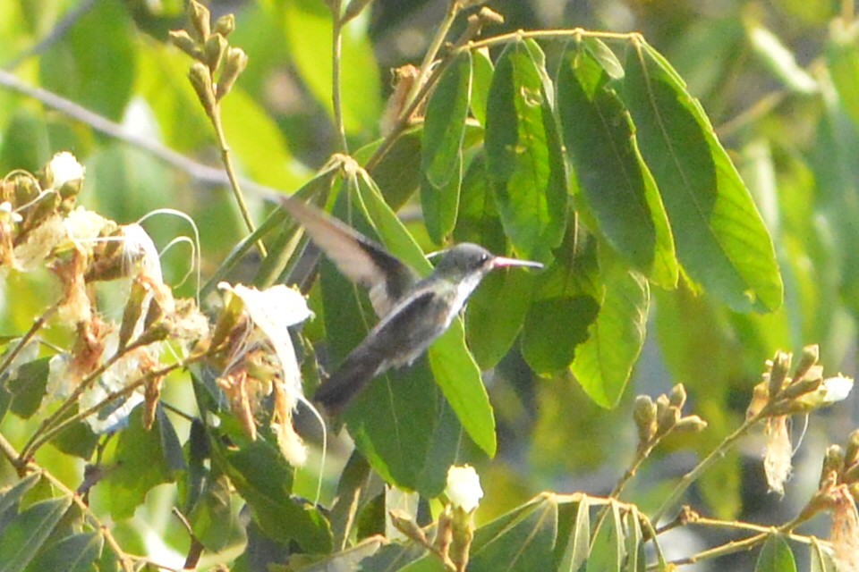 Green-fronted Hummingbird - ML548534031