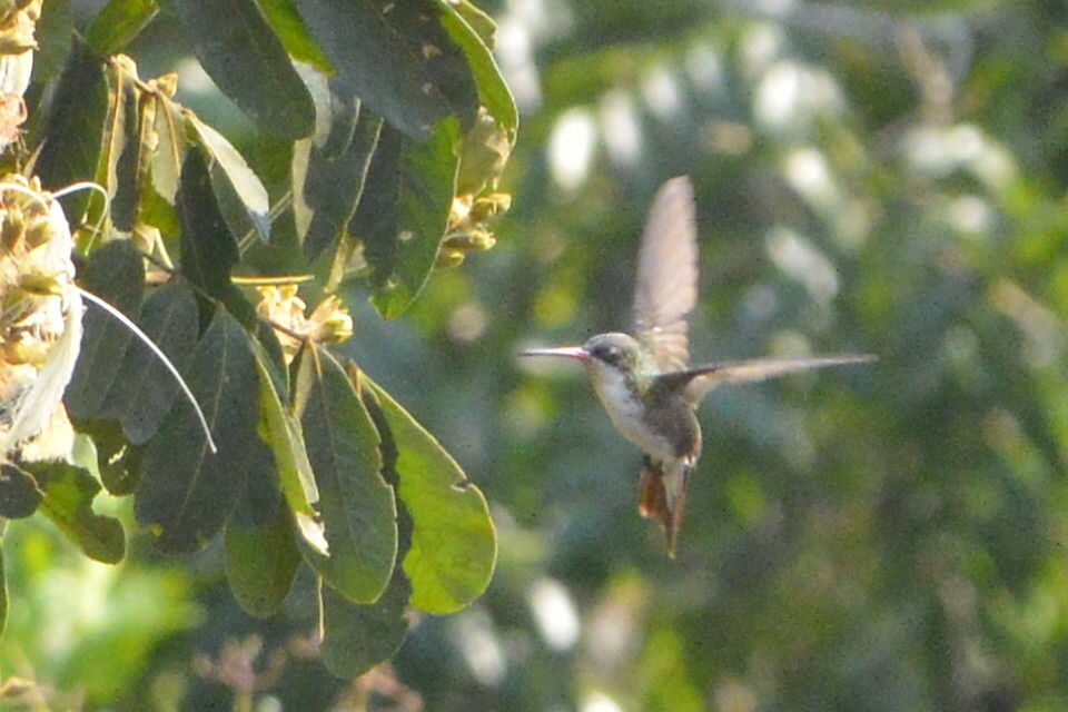 Green-fronted Hummingbird - ML548534041