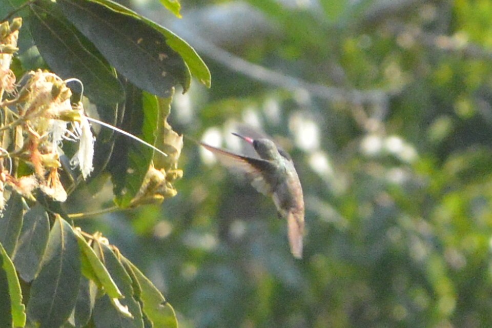 Green-fronted Hummingbird - ML548534051