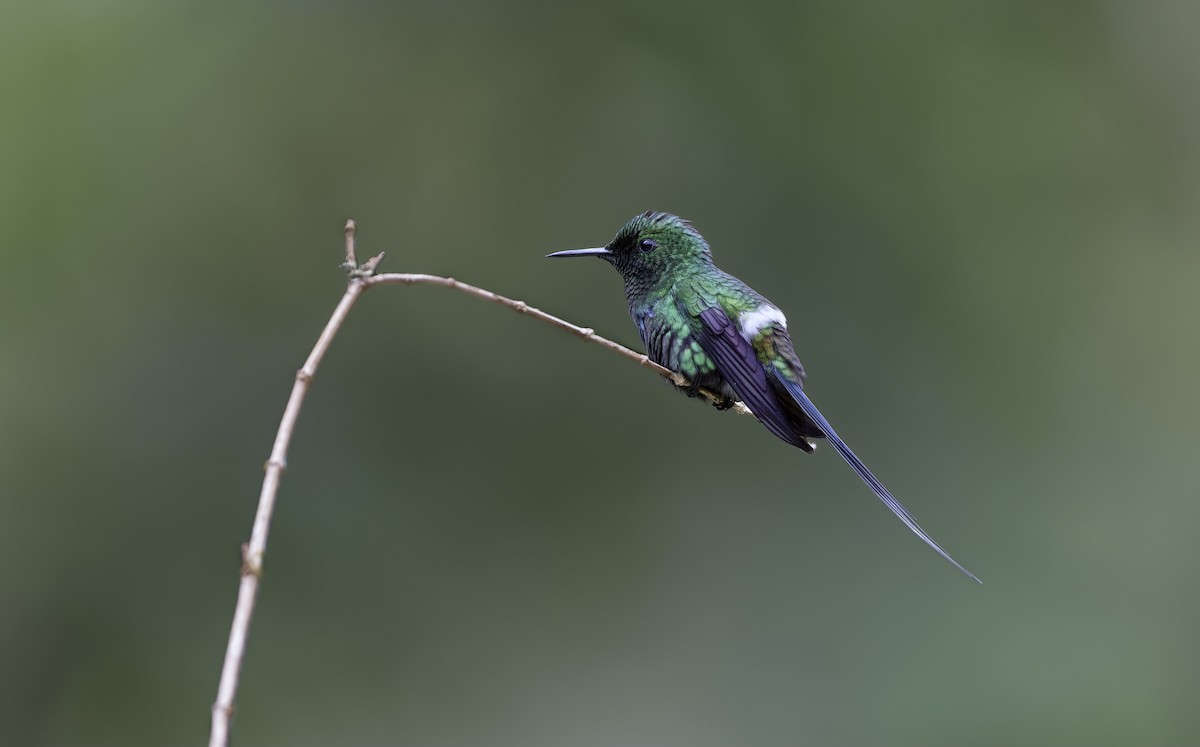 Green Thorntail - ML548534191