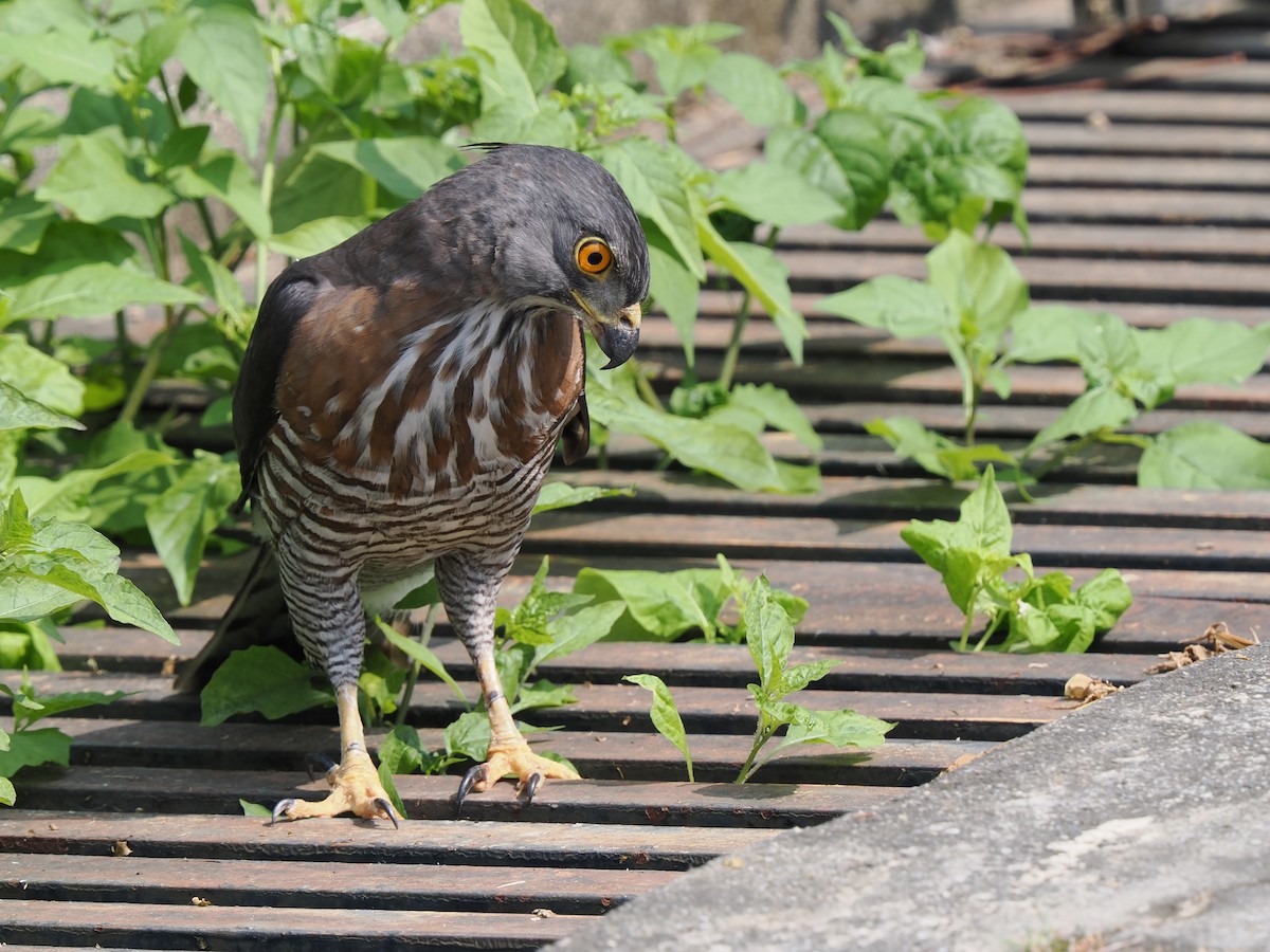 Crested Goshawk - ML548534971