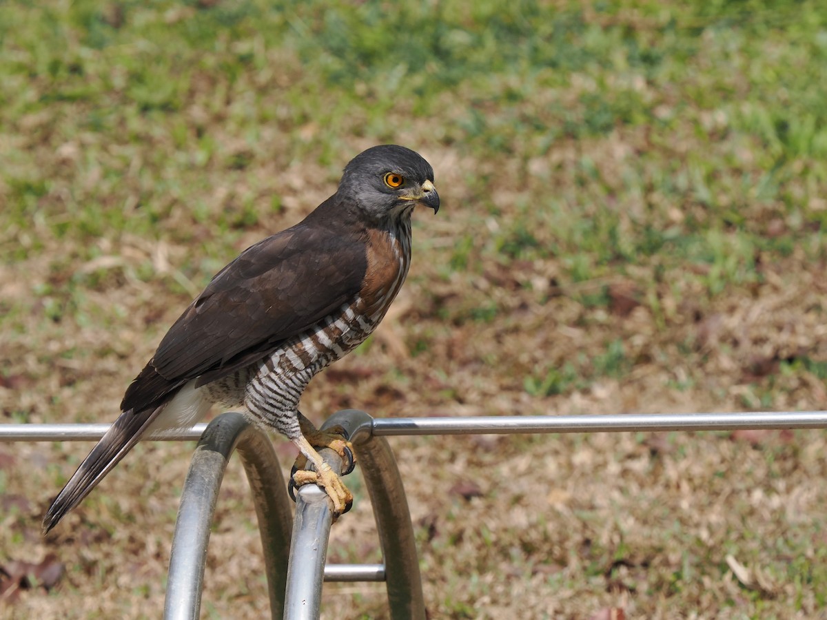 Crested Goshawk - ML548534981