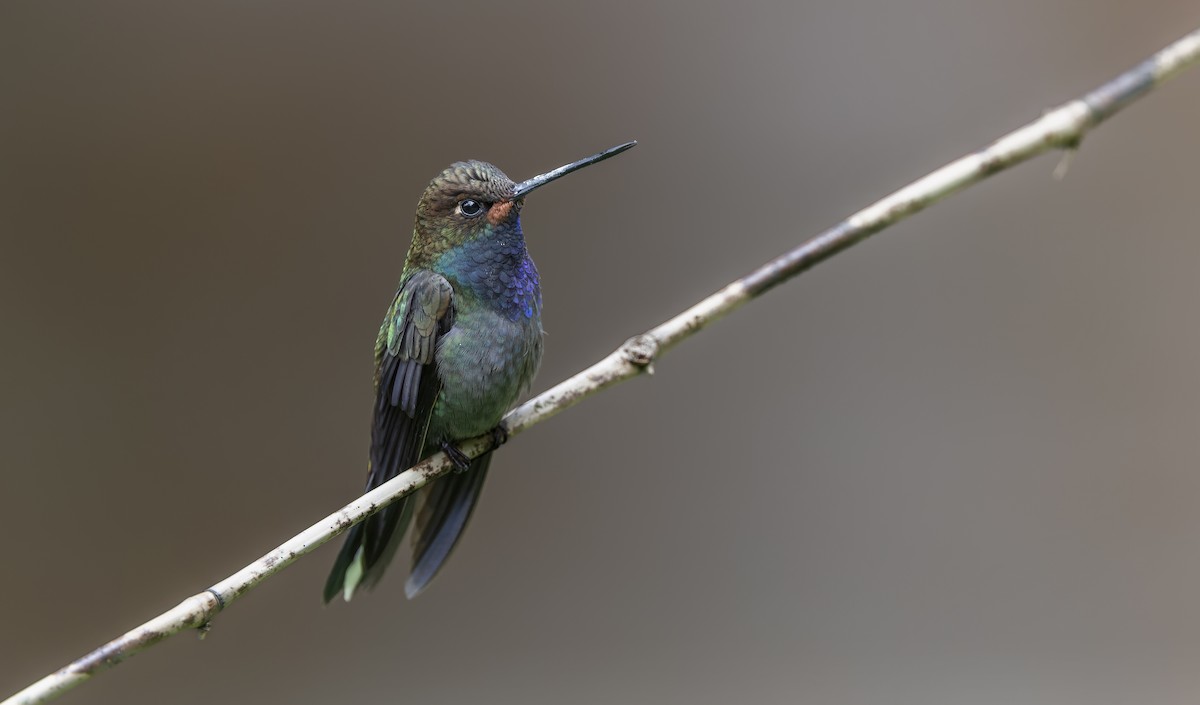 Rufous-gaped Hillstar - Timo Mitzen