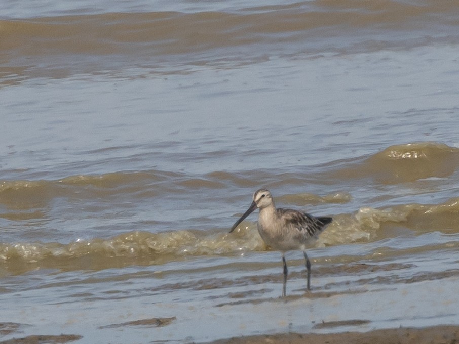 Asian Dowitcher - ML548535971