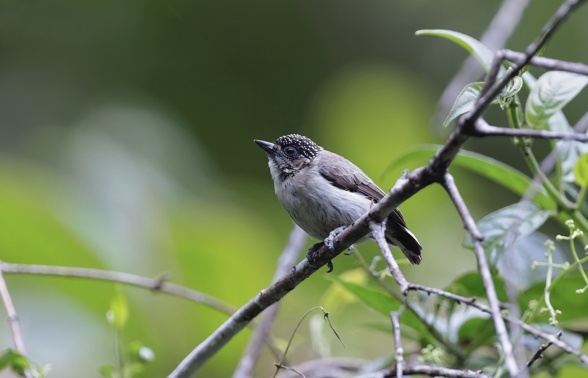 Grayish Piculet - Timo Mitzen