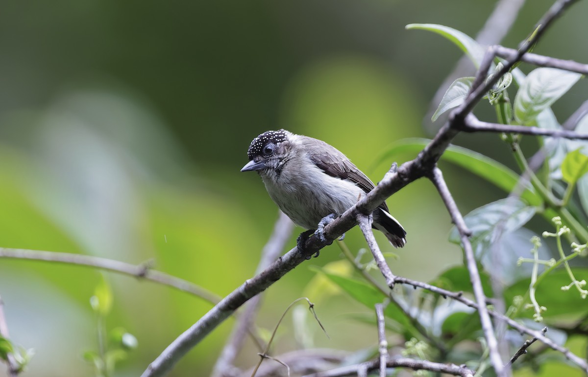 Grayish Piculet - ML548536431