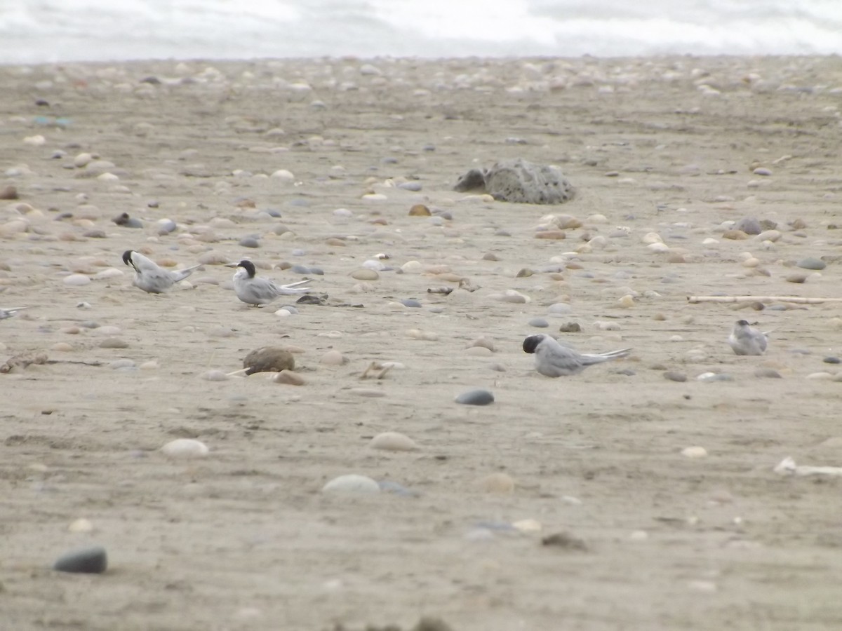 Peruvian Tern - ML548536471