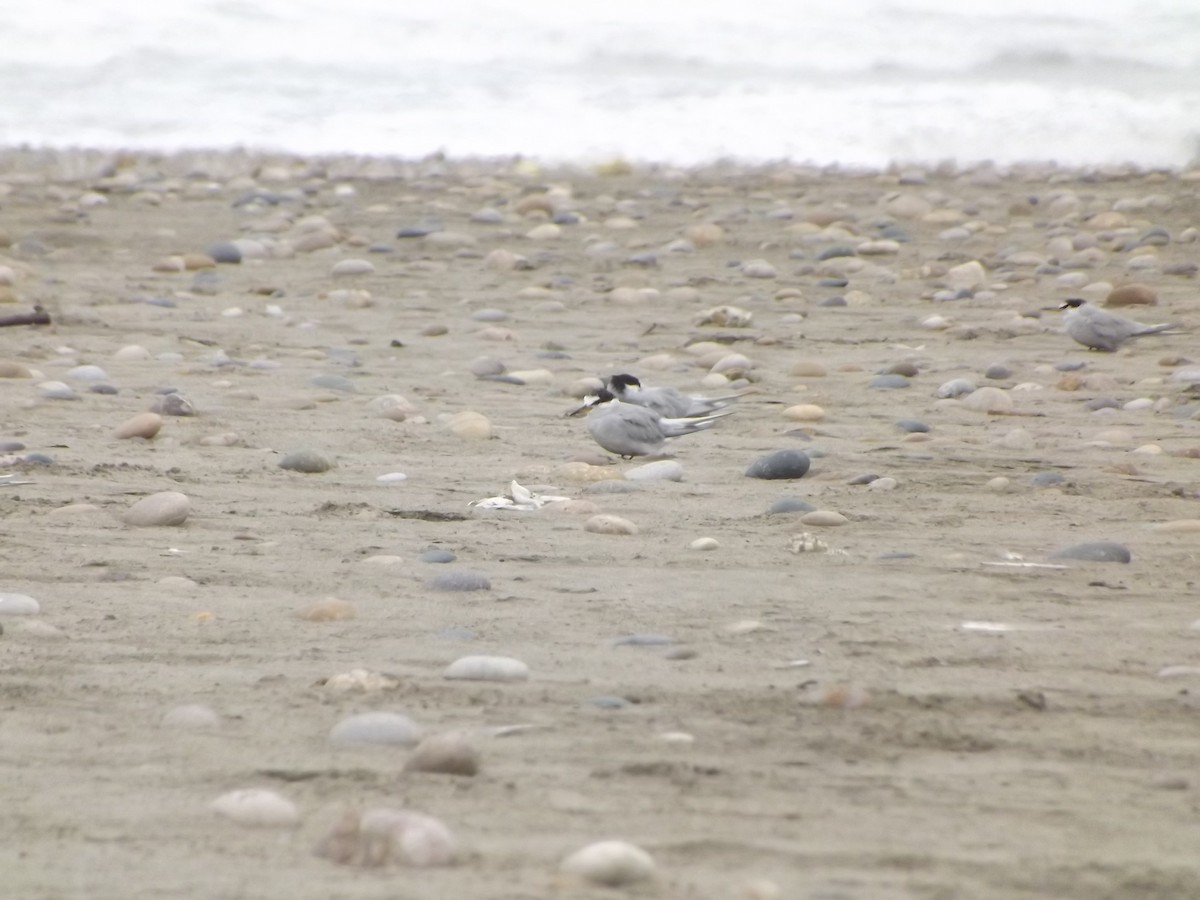 Peruvian Tern - ML548536481