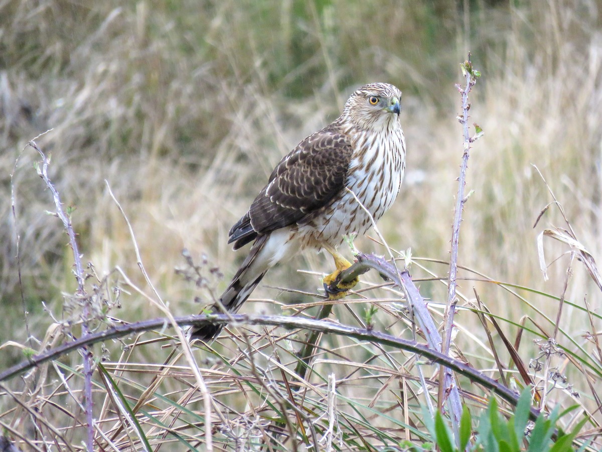 Cooper's Hawk - ML548536501