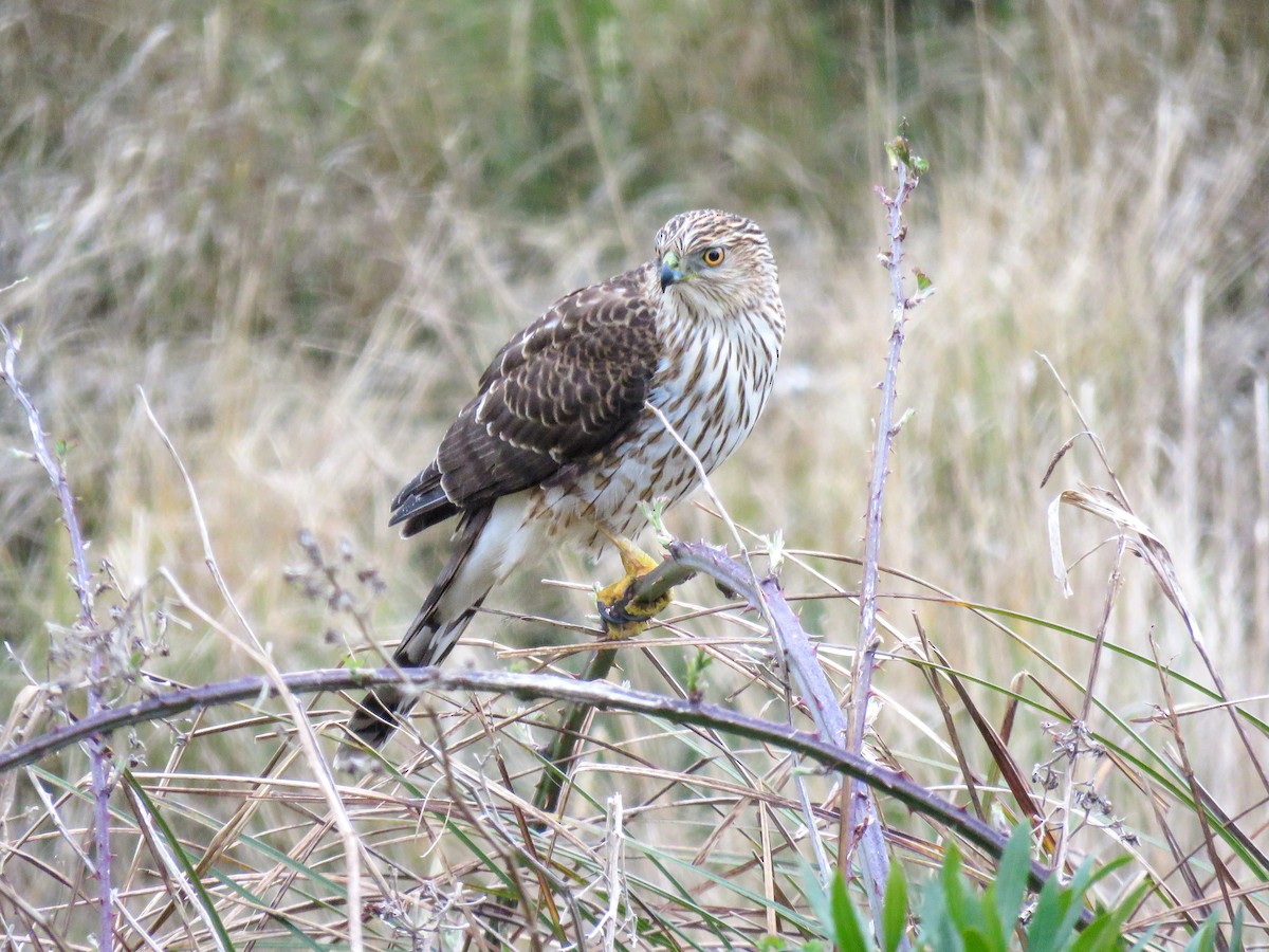 Cooper's Hawk - ML548536521