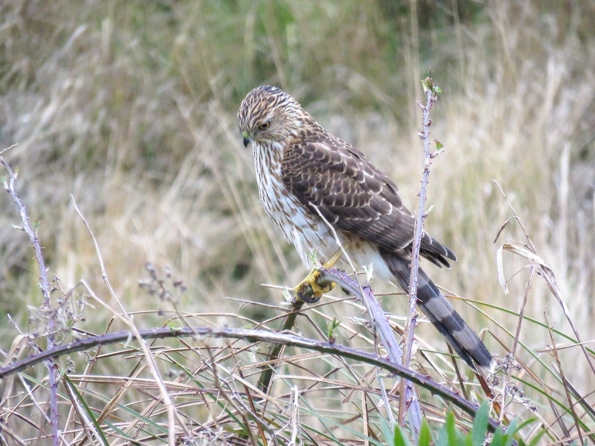 Cooper's Hawk - ML548536531