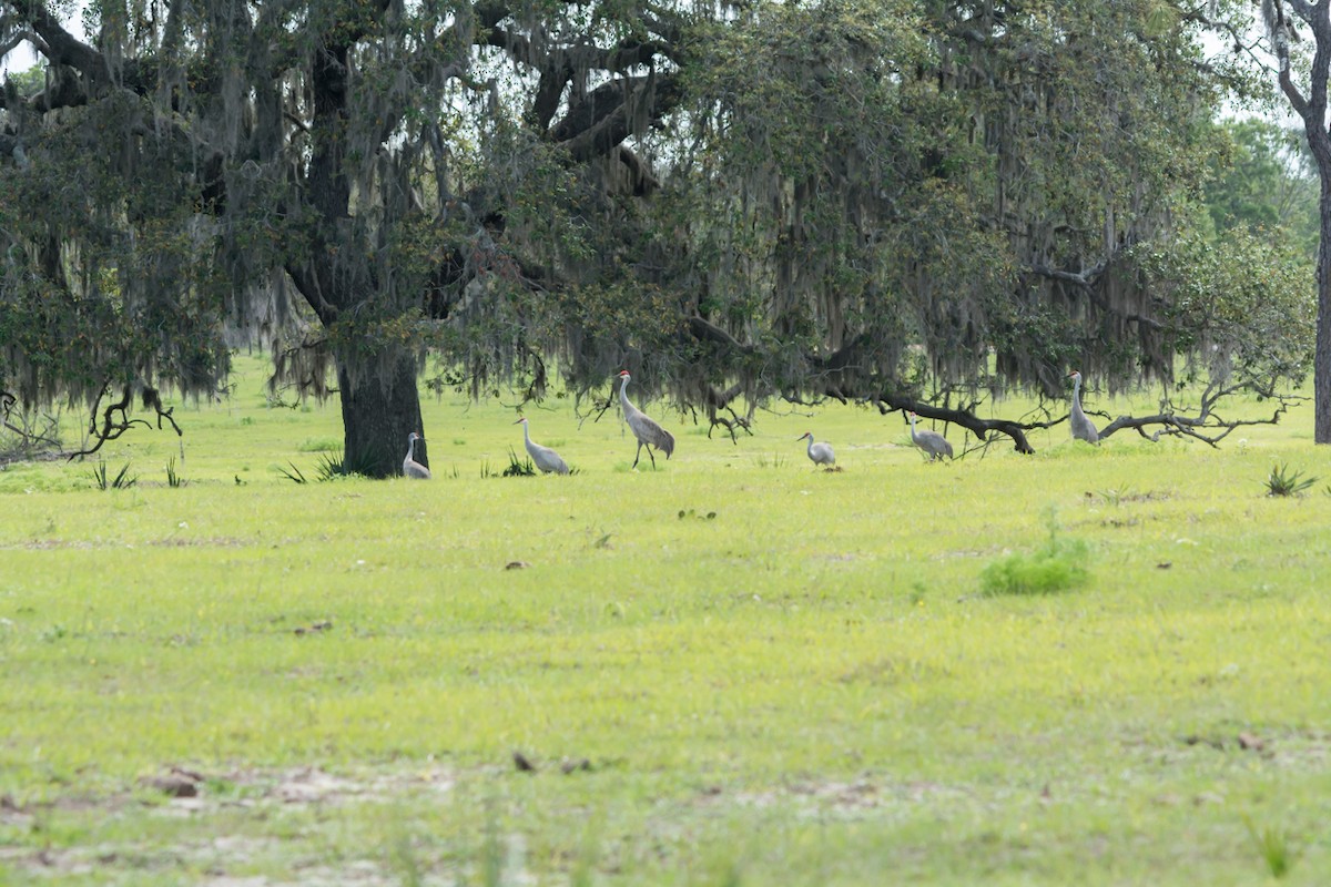 Sandhill Crane - ML54853731