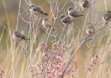 Madagascar Munia - johnny powell