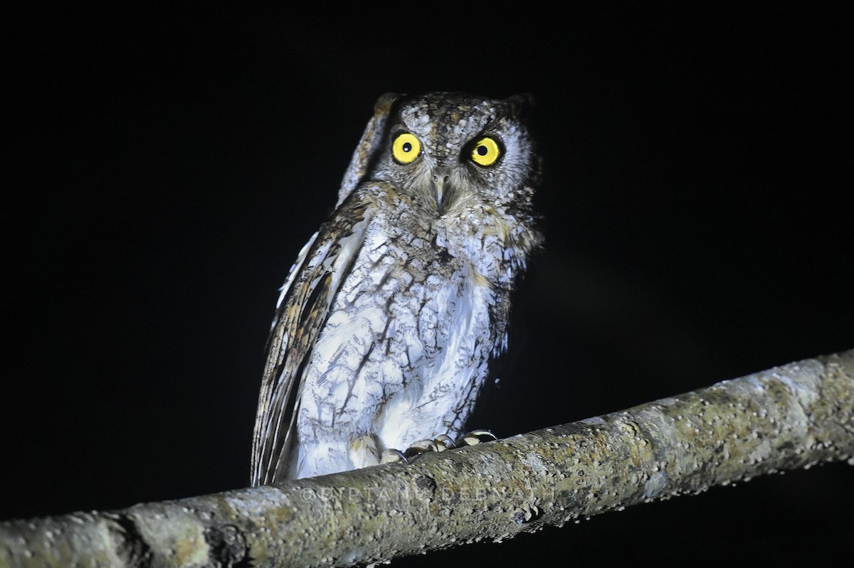 Oriental Scops-Owl - ML548537771