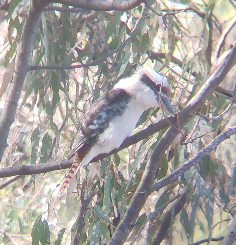 Laughing Kookaburra - Praveen Bennur